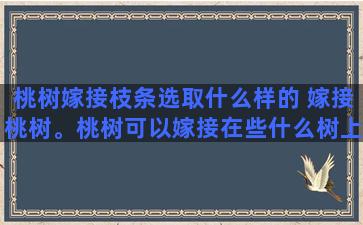 桃树嫁接枝条选取什么样的 嫁接桃树。桃树可以嫁接在些什么树上